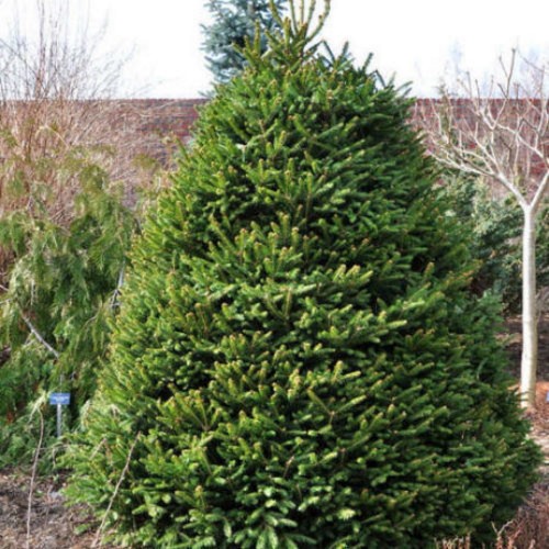 Picea abies 'Hystrix' - Harilik kuusk 'Hystrix'